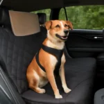 How to Protect Your Car from Dogs Easy Tips